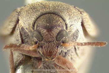 Media type: image;   Entomology 8202 Aspect: head frontal view